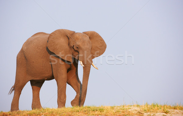 большой Африканский слон бык африканских Слоны Постоянный Сток-фото © hedrus