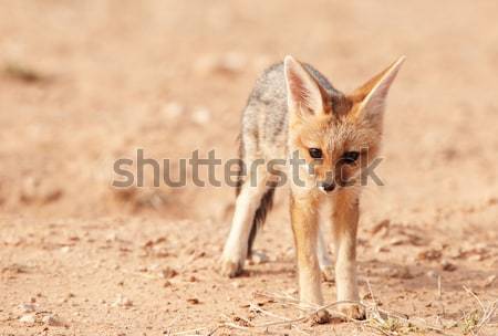 Benachrichtigung Baby Südafrika Afrika ansehen allein Stock foto © hedrus