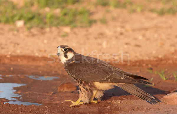 Stockfoto: Valk · vergadering · water · zwembad · South · Africa · landschap