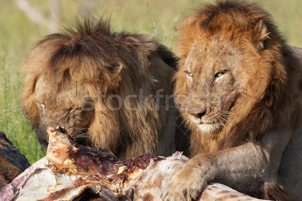 Two Lions (panthera leo) in savannah Stock photo © hedrus