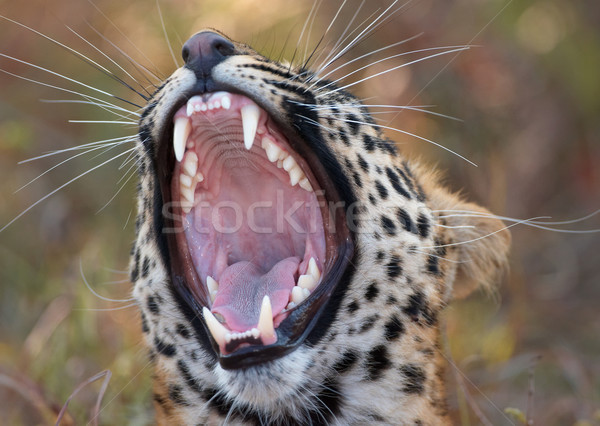 Leopard (Panthera pardus) Stock photo © hedrus
