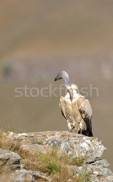The Cape Griffon or Cape Vulture Stock photo © hedrus