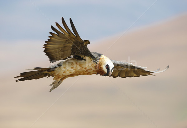 Barbuto avvoltoio volo guardando preda Sudafrica Foto d'archivio © hedrus