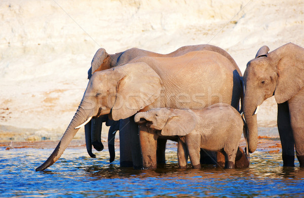 большой африканских Слоны питьевой реке Сток-фото © hedrus