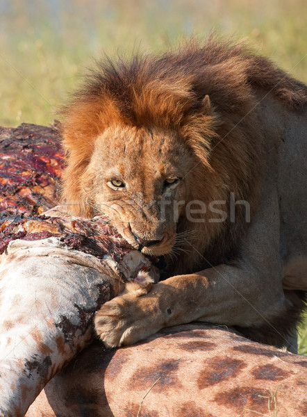 Single Lion (panthera leo) eating in savannah Stock photo © hedrus