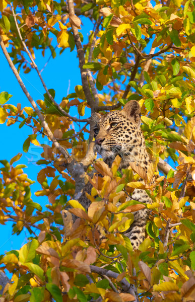Leopard Постоянный дерево природы резерв Сток-фото © hedrus