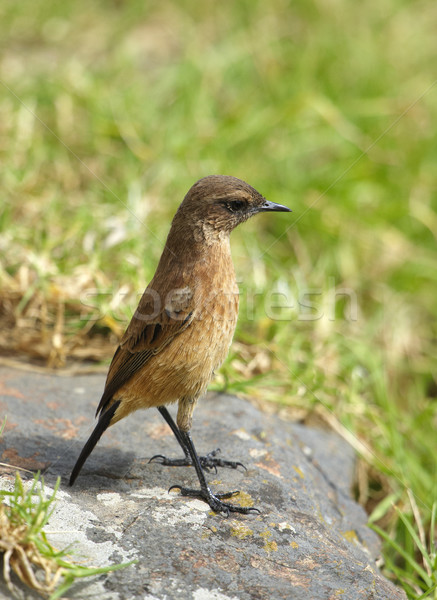 Small brown bird on a rock Stock photo © hedrus