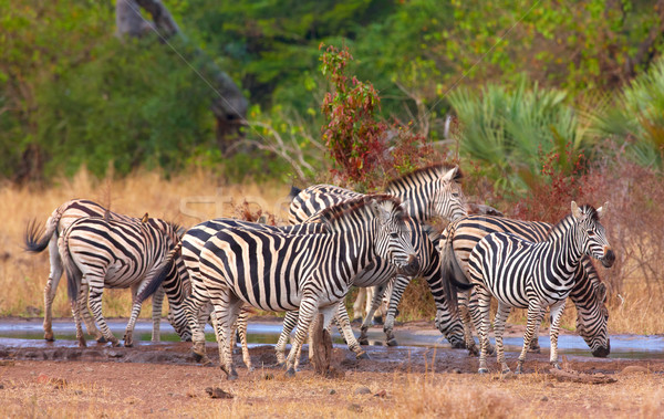 Stock fotó: Nyáj · zebrák · afrikai · természet · tartalék · Dél-Afrika