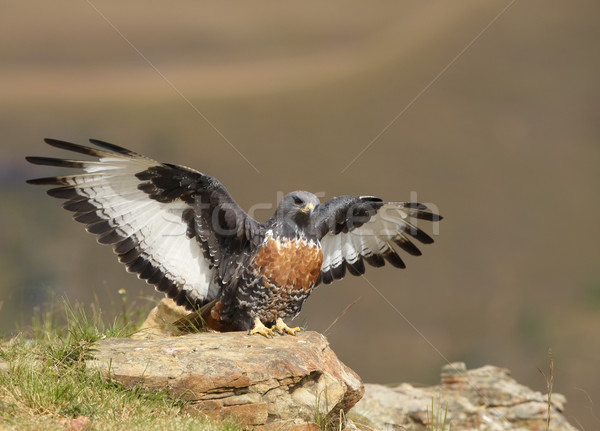 Jackal Buzzard Stock photo © hedrus