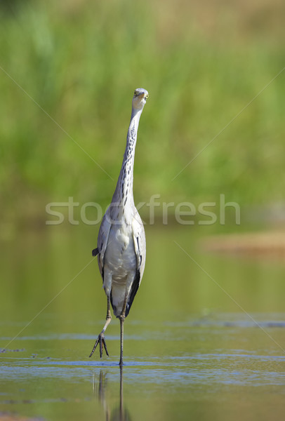 Grey Heron bird Stock photo © hedrus
