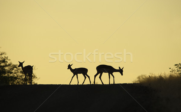 Group of red Impala Stock photo © hedrus