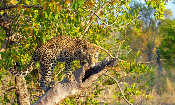 Leopard Постоянный дерево природы резерв Сток-фото © hedrus