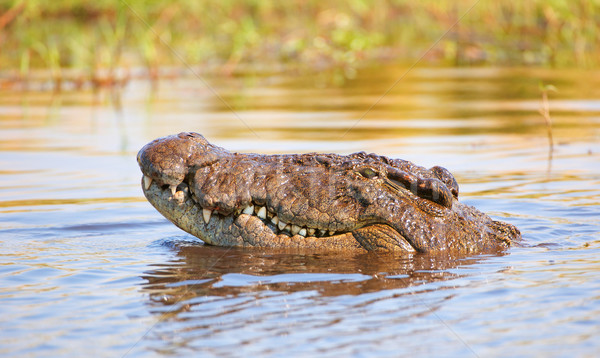 Crocodile (Crocodylus niloticus) Stock photo © hedrus