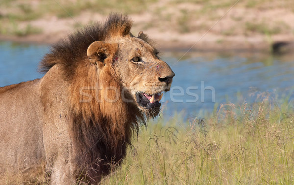 лев нуля лице ходьбе саванна Сток-фото © hedrus