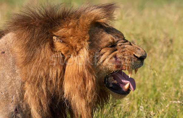 Lion (panthera leo) in savannah Stock photo © hedrus