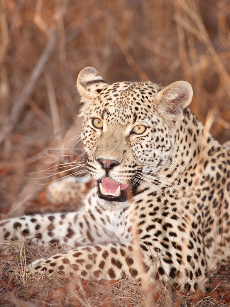 Leopard resting in savannah Stock photo © hedrus