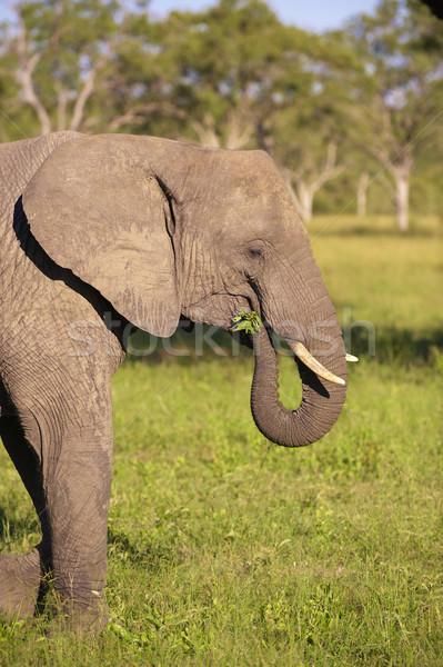 Large elephant bull Stock photo © hedrus