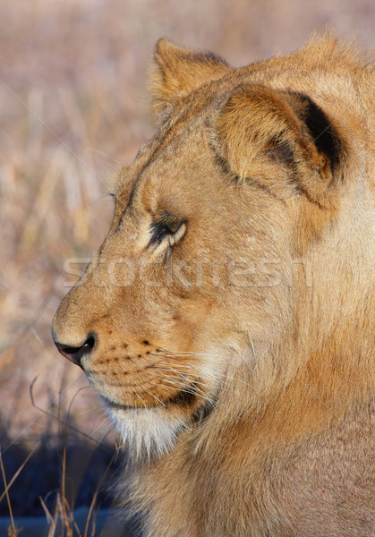 лев ходьбе саванна ЮАР голову Сток-фото © hedrus