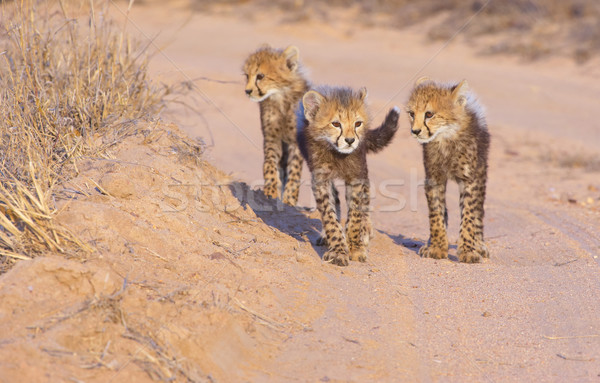 Stockfoto: Cheetah · lopen · onverharde · weg · savanne · South · Africa · familie