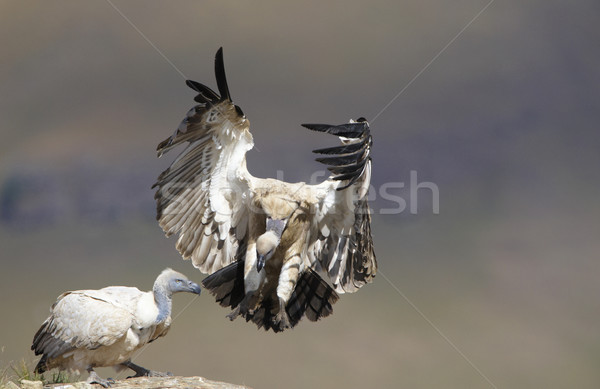 Avvoltoio atterraggio rock Sudafrica vecchio mondo Foto d'archivio © hedrus