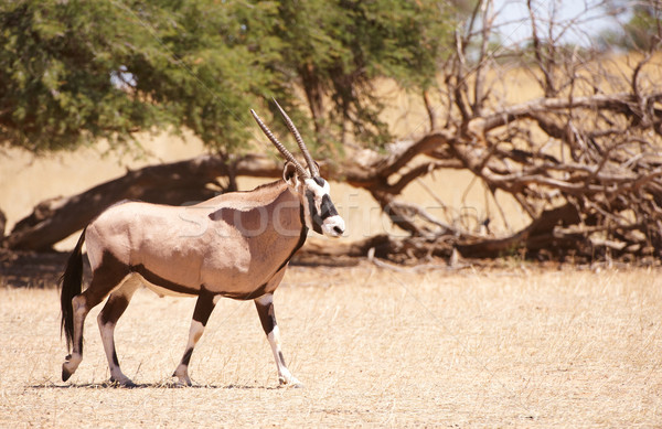 Single Gemsbok (Oryx Gazella)  Stock photo © hedrus