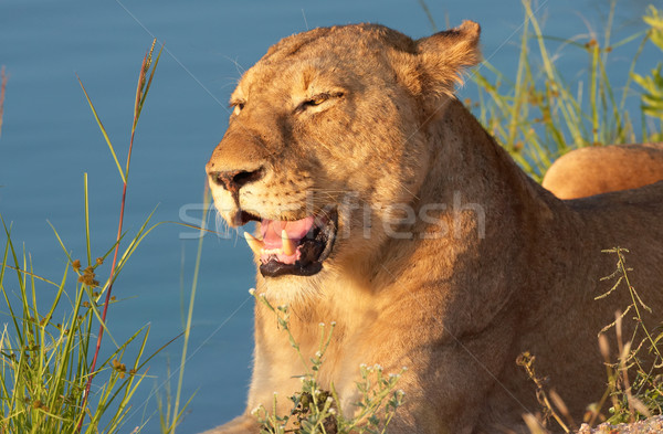 Lioness (panthera leo) close-up Stock photo © hedrus