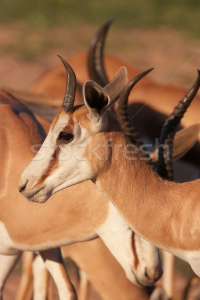 Gruppo rosso piedi natura riserva Sudafrica Foto d'archivio © hedrus