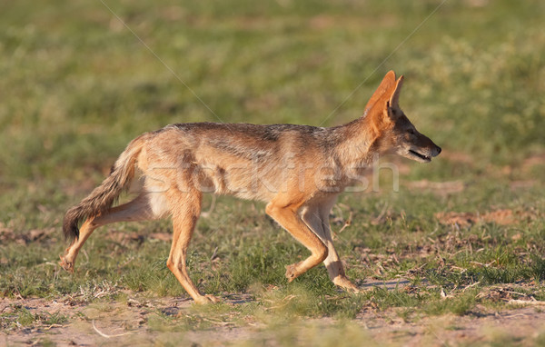Alert Black-backed Jackal (Canis mesomelas) Stock photo © hedrus