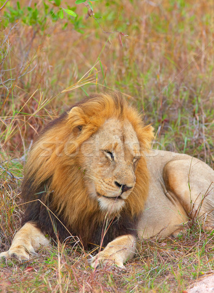 лев саванна спальный ЮАР природы животного Сток-фото © hedrus