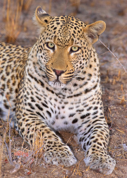 Leopard lying in savannah Stock photo © hedrus