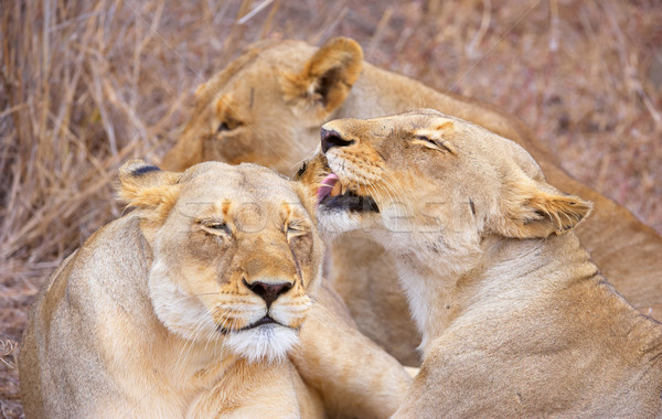 Drie schoonmaken ander savanne South Africa natuur Stockfoto © hedrus