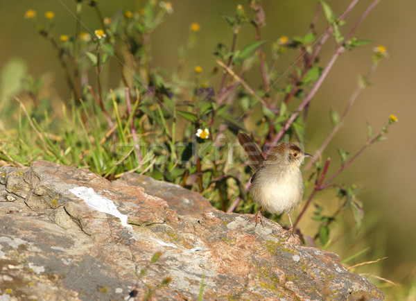 Small brown bird on a rock Stock photo © hedrus