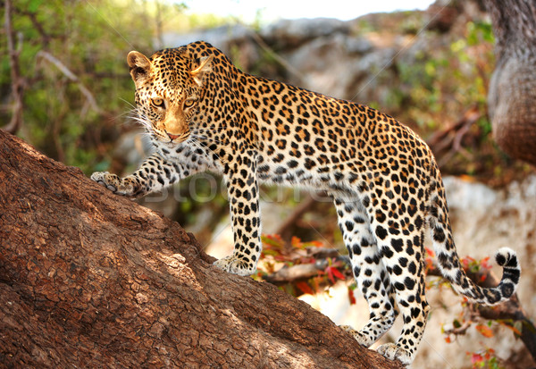 Leopard standing on the tree Stock photo © hedrus