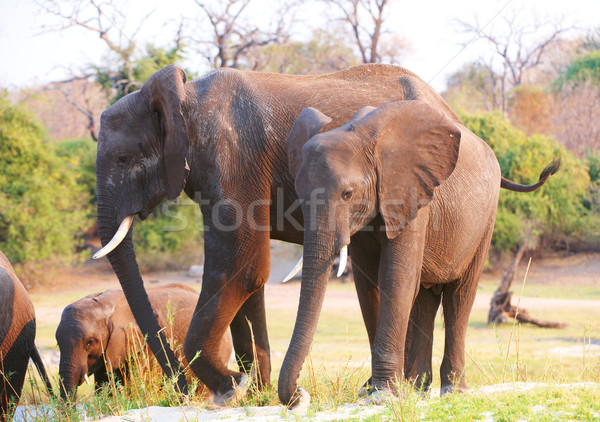 Large herd of African elephants Stock photo © hedrus