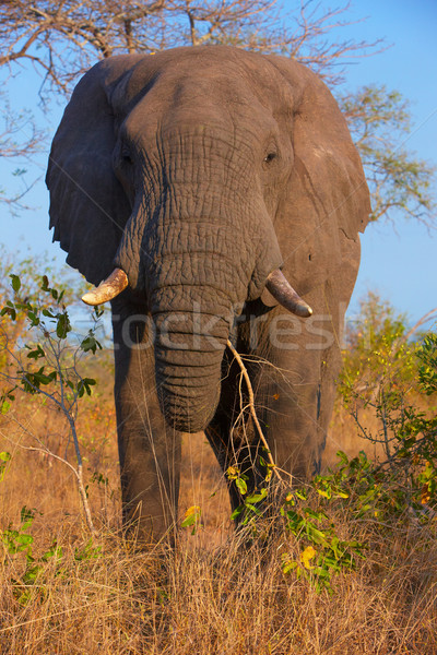 Large elephant bull Stock photo © hedrus