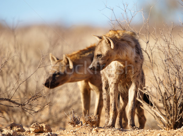 Kettő szavanna Dél-Afrika sivatag Afrika áll Stock fotó © hedrus