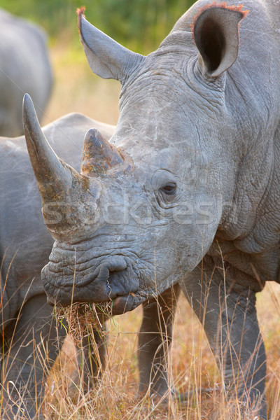 Large white rhinoceros Stock photo © hedrus