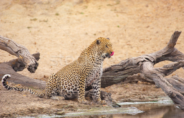 Leopard drinking water Stock photo © hedrus