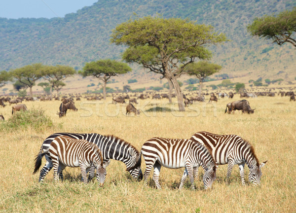 Herd of zebras (African Equids) and Blue Wildebeest (Connochaete Stock photo © hedrus