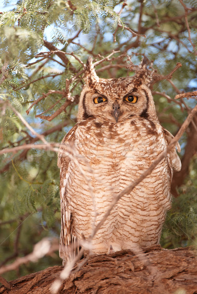 Spotted Eagle Owl (Bubo Africanus) Stock photo © hedrus