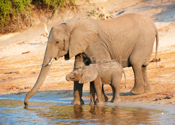 Stock fotó: Nagy · nyáj · afrikai · elefántok · iszik · folyó