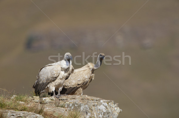 The Cape Griffon or Cape Vulture Stock photo © hedrus