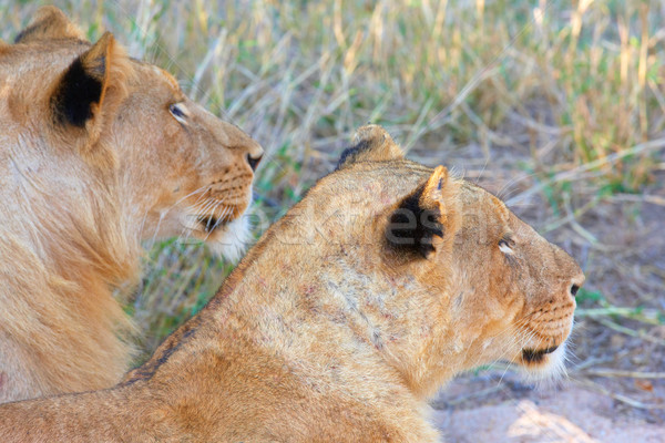 Aslan Güney Afrika doğa çift Stok fotoğraf © hedrus
