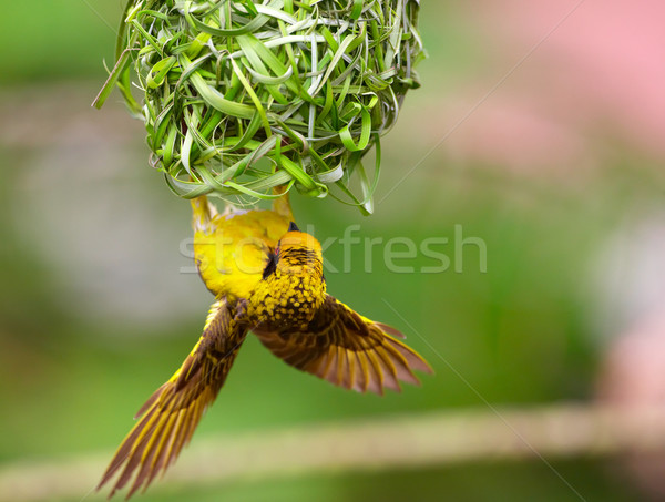 Village (Spotted-backed) Weaver Stock photo © hedrus