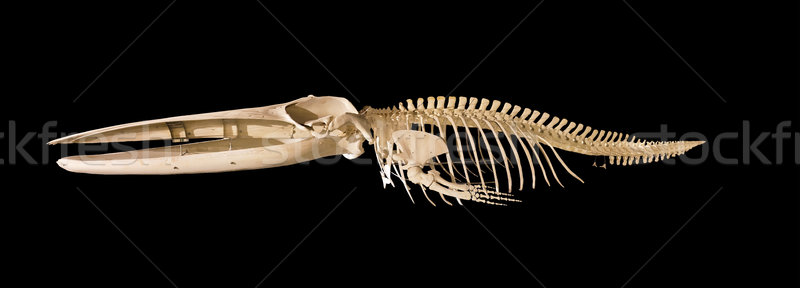 Real whale skeleton isolated on black background Stock photo © HERRAEZ