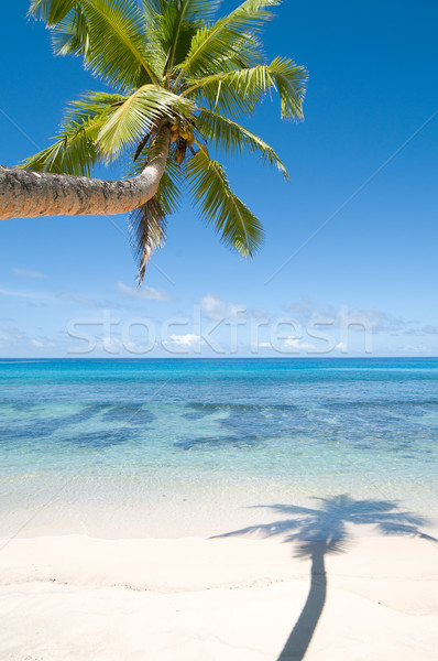 Palm tree over water Stock photo © HerrBullermann