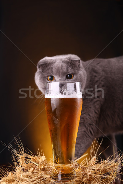 Cat and beer Stock photo © hiddenhallow