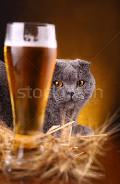 Chat bière sur verre boire [[stock_photo]] © hiddenhallow