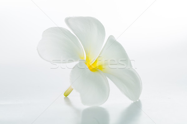Fleur isolé blanche design détendre usine Photo stock © hin255