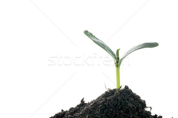 Growing plant  Stock photo © hin255